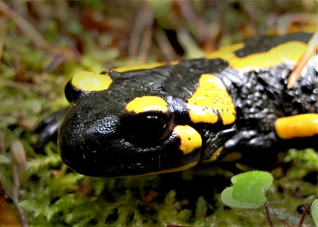 Walter Hufnagel – Natur vor der Haustür In eindrucksvollen Bildern zeigt der Eckentaler Naturfotograf die Schönheit heimischer Landschaften – ästhetisch, nah und überraschend. Mit Musik, Film und unterhaltsamen Kommentaren ein Genuss für Augen und Ohren.
